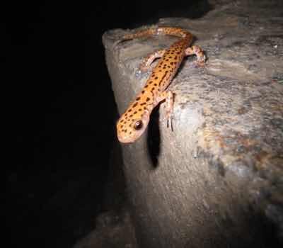 salamander crawling on a rock